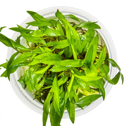 Cryptocoryne wendtii 'Green' | In-Vitro