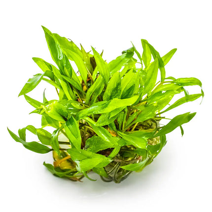 Cryptocoryne wendtii 'Green' | In-Vitro