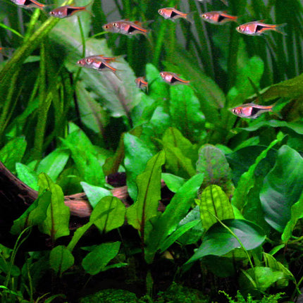 Cryptocoryne wendtii 'Green' | In-Vitro