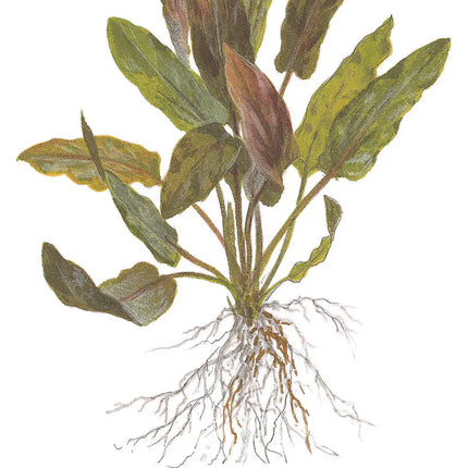 Cryptocoryne undulata 'Broad Leaf' | In-Vitro