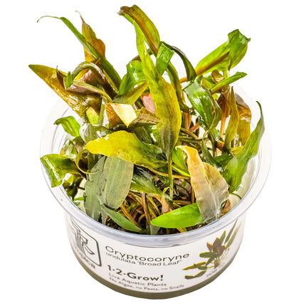 Cryptocoryne undulata 'Broad Leaf' | In-Vitro