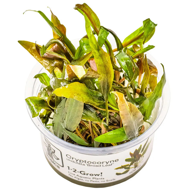 Cryptocoryne undulata 'Broad Leaf' | In-Vitro