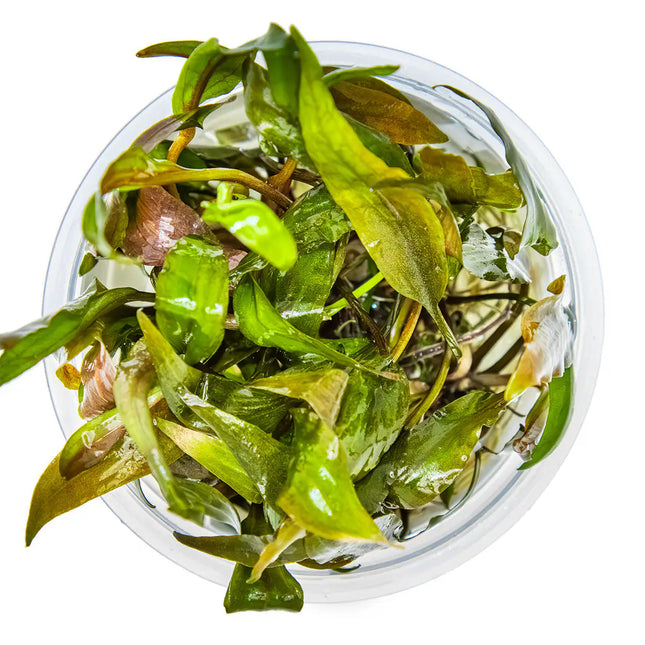 Cryptocoryne undulata 'Broad Leaf' | In-Vitro