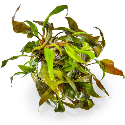 Cryptocoryne undulata 'Broad Leaf' | In-Vitro