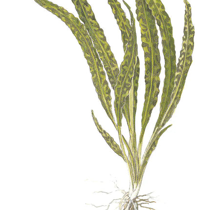 Cryptocoryne crispatula - Genoppter Wasserkelch | In-Vitro