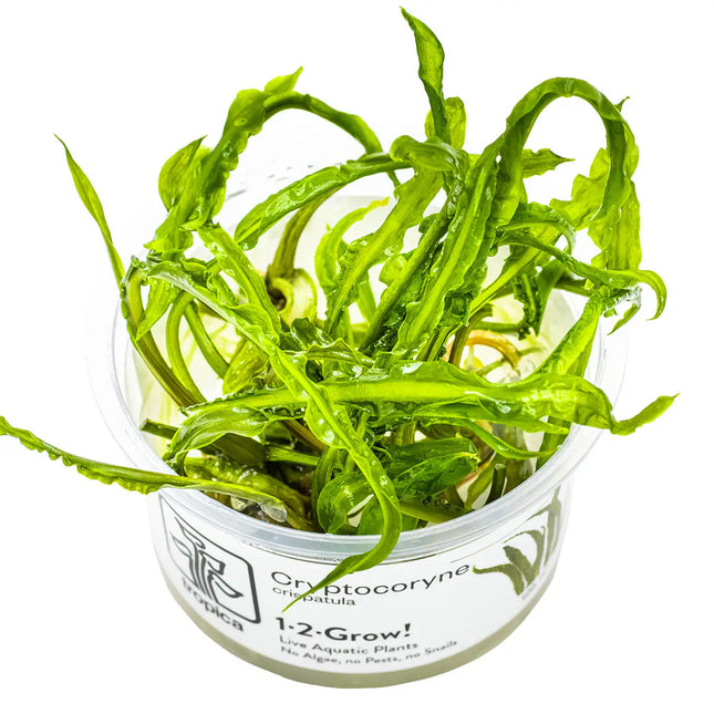 Cryptocoryne crispatula - Genoppter Wasserkelch | In-Vitro