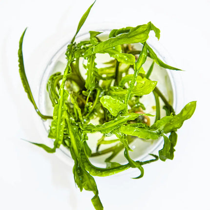 Cryptocoryne crispatula - Genoppter Wasserkelch | In-Vitro