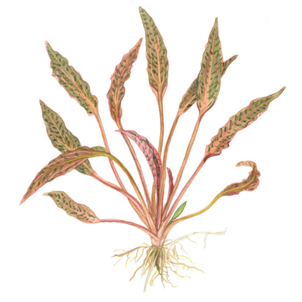 Cryptocoryne nurii | In-Vitro