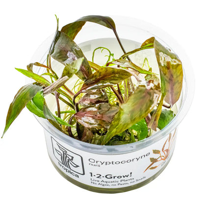 Cryptocoryne nurii | In-Vitro