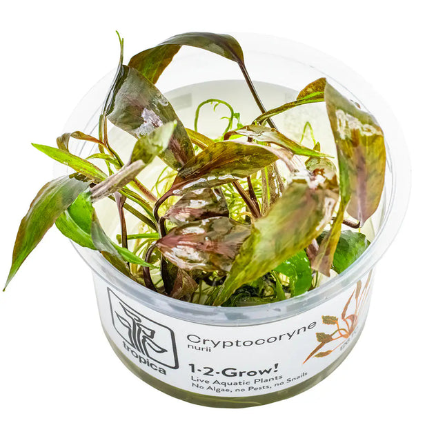 Cryptocoryne nurii | In-Vitro