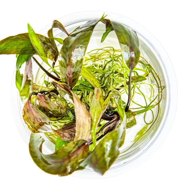 Cryptocoryne nurii | In-Vitro