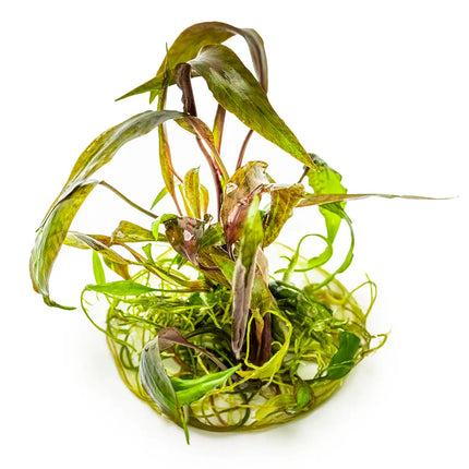 Cryptocoryne nurii | In-Vitro