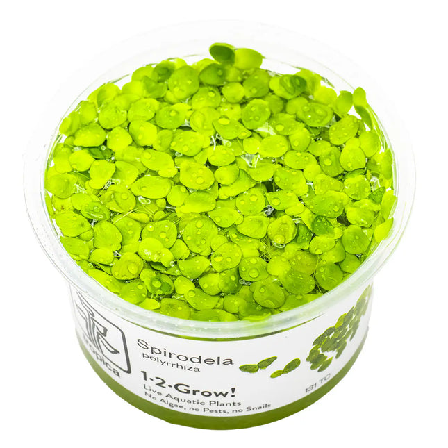 Spirodela polyrrhiza | In-Vitro