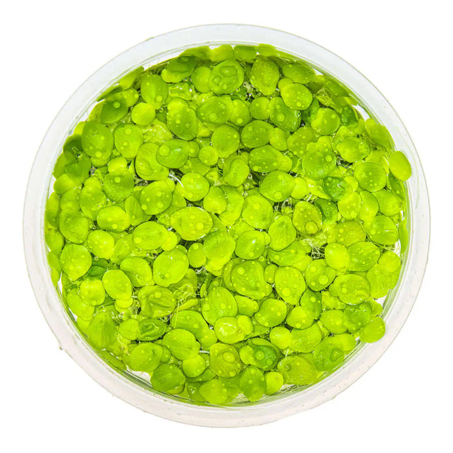 Spirodela polyrrhiza | In-Vitro