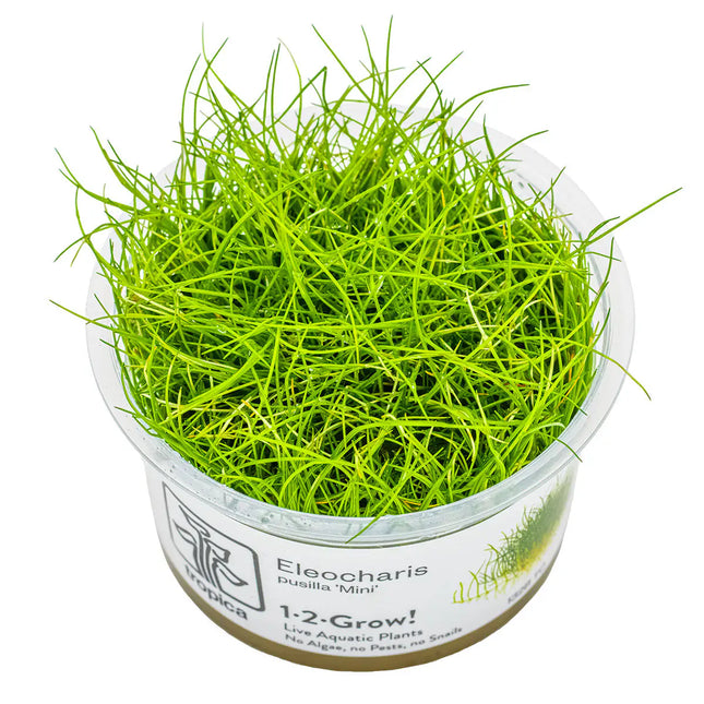 Eleocharis pusilla - Mini Nadelsimse | In-Vitro
