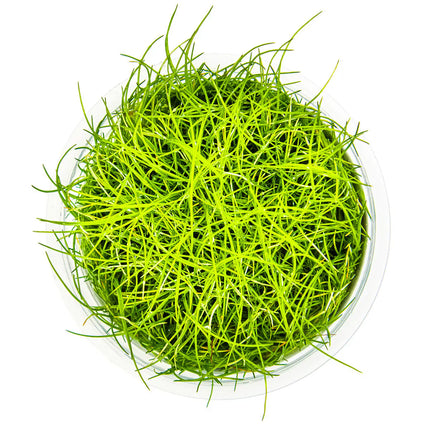 Eleocharis pusilla - Mini Nadelsimse | In-Vitro
