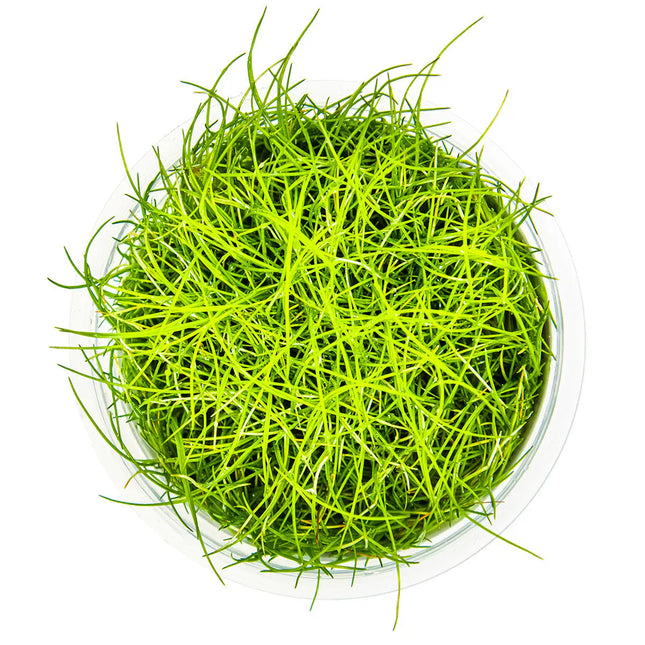 Eleocharis pusilla - Mini Nadelsimse | In-Vitro