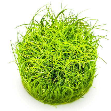 Eleocharis pusilla - Mini Nadelsimse | In-Vitro