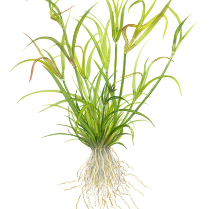 Juncus repens | In-Vitro