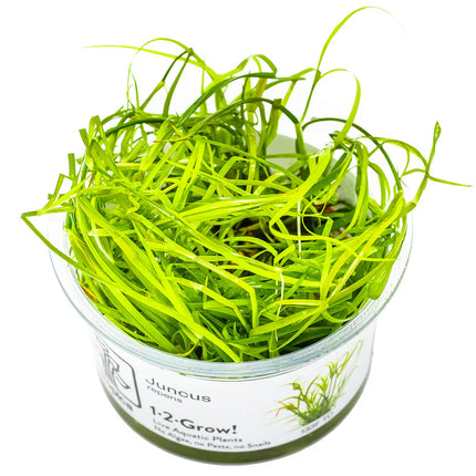 Juncus repens | In-Vitro