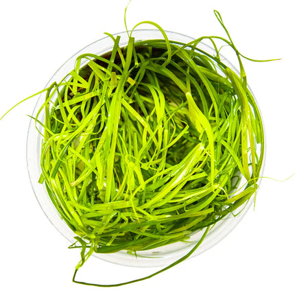 Juncus repens | In-Vitro