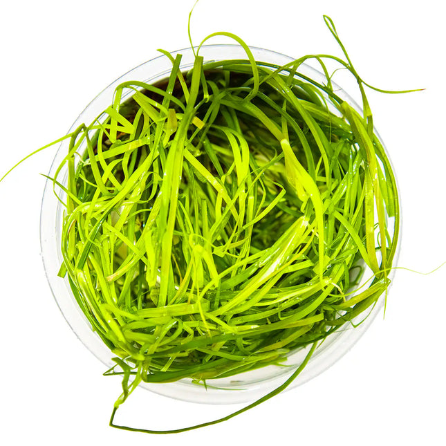 Juncus repens | In-Vitro
