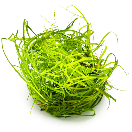 Juncus repens | In-Vitro