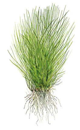Eleocharis acicularis | In-Vitro