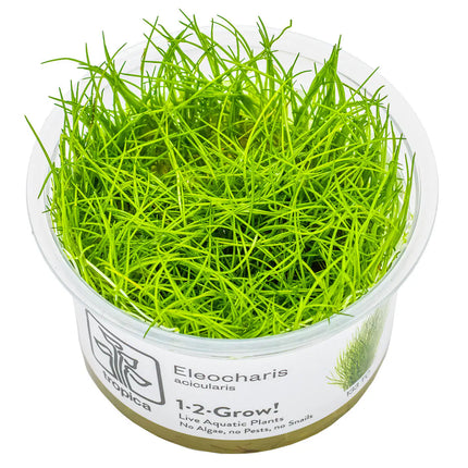 Eleocharis acicularis | In-Vitro