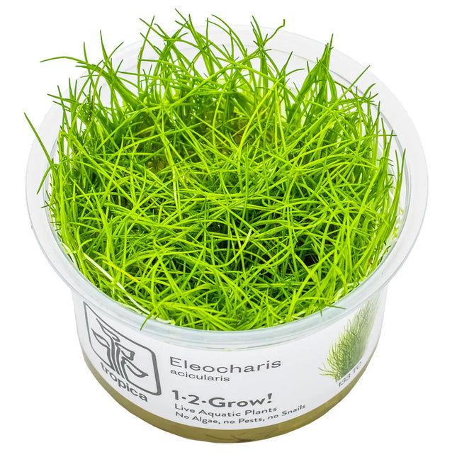 Eleocharis acicularis | In-Vitro