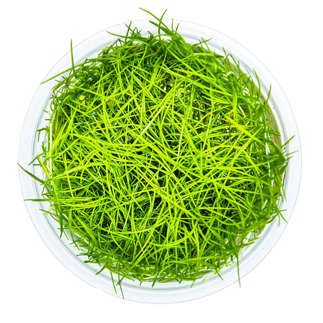 Eleocharis acicularis | In-Vitro