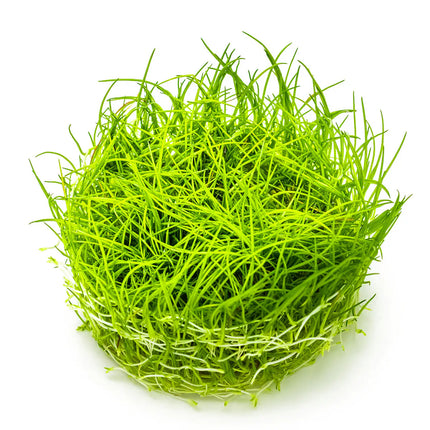 Eleocharis acicularis | In-Vitro