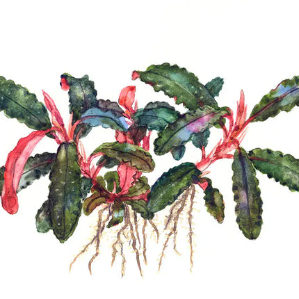 Bucephalandra Kedagang | In-Vitro