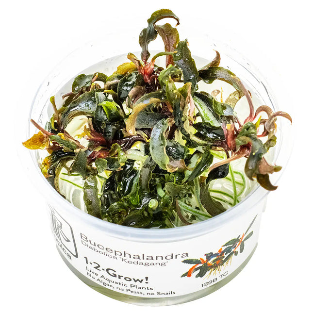 Bucephalandra Kedagang | In-Vitro