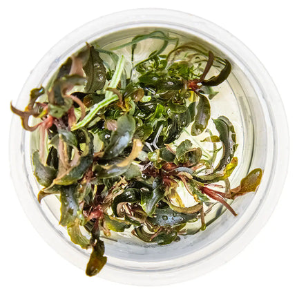Bucephalandra Kedagang | In-Vitro