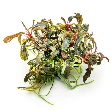 Bucephalandra Kedagang | In-Vitro