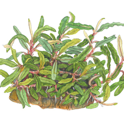 Bucephalandra sp. 'Needle Leaf' | In-Vitro - Tropica
