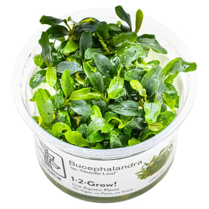 Bucephalandra sp. 'Needle Leaf' | In-Vitro - Tropica