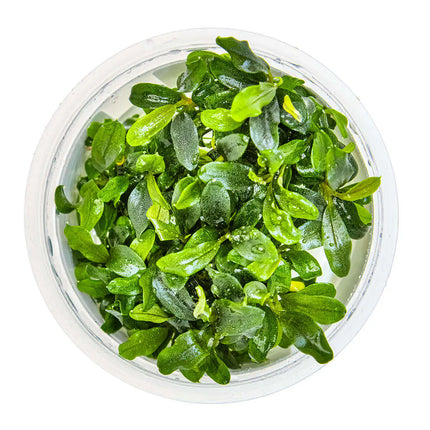 Bucephalandra sp. 'Needle Leaf' | In-Vitro - Tropica
