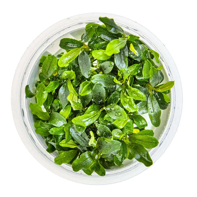 Bucephalandra sp. 'Needle Leaf' | In-Vitro - Tropica