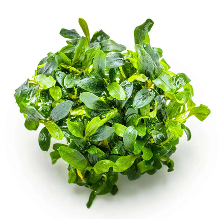 Bucephalandra sp. 'Needle Leaf' | In-Vitro - Tropica