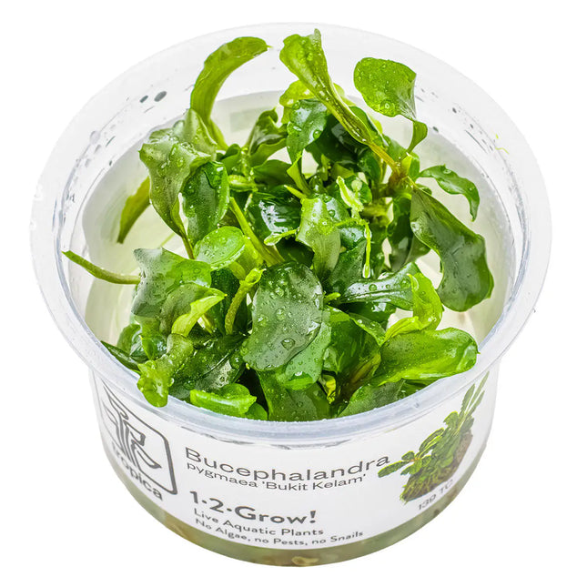 Bucephalandra pygmaea 'Bukit Kalem' | In-Vitro