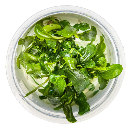 Bucephalandra pygmaea 'Bukit Kalem' | In-Vitro