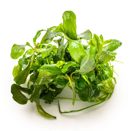 Bucephalandra pygmaea 'Bukit Kalem' | In-Vitro