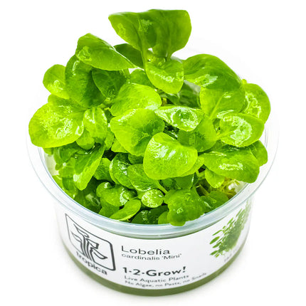 Lobelia cardinalis 'Mini' | In-Vitro