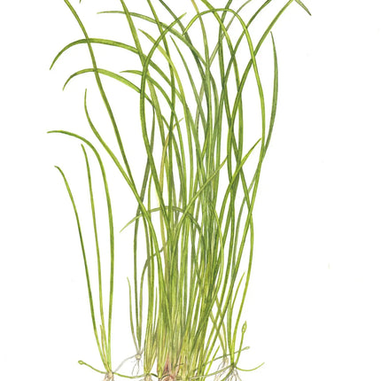 Sagittaria subulata 'Needle Leaf' | In-Vitro