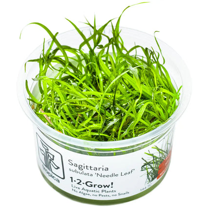 Sagittaria subulata 'Needle Leaf' | In-Vitro