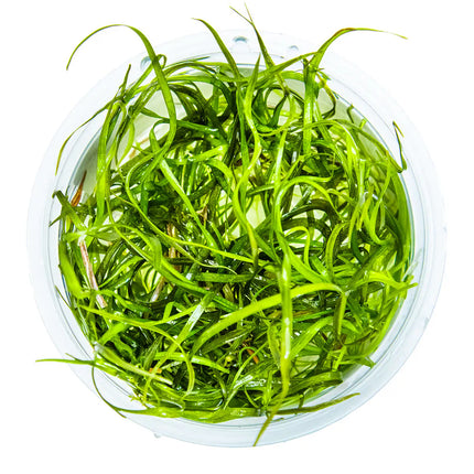 Sagittaria subulata 'Needle Leaf' | In-Vitro