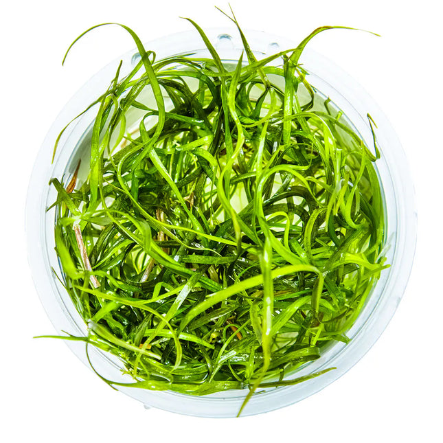 Sagittaria subulata 'Needle Leaf' | In-Vitro