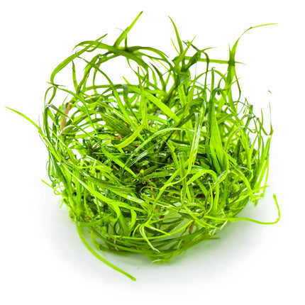 Sagittaria subulata 'Needle Leaf' | In-Vitro